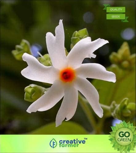 Shopmeeko Seed Ing Seeds Night Jasmine Seed 20 Per Packet | Desertcart ...