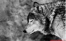 Iphone Alpha Wolf Wallpaper by Wolf Wallpapers Hd Wallpaper Cave Iphone Alpha Wolf Wallpaper
