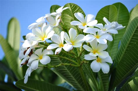 Image result for Sorting Algorithm Non-Recursive
