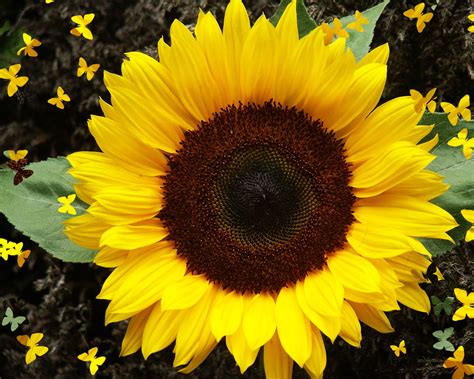Sunflower seeds - Let the Sun Shine In - Healthyliving from Nature ...