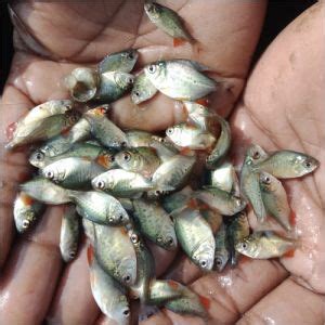 Bihar Fish Seed Center Sitamarhi - Amur Carp Fish Seed Manufacturer ...