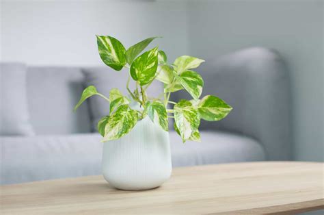 Devil's Ivy Care: How To Keep Your Pothos Happy And Healthy