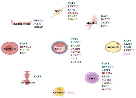 Functions of TIP60/NuA4 Complex Subunits in Cell Differentiation