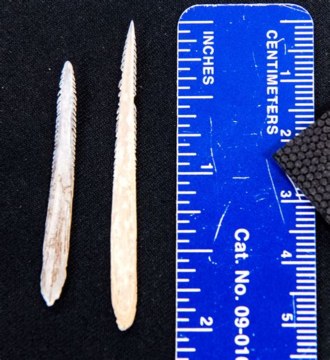 A Step Forward in Stingray Science | Hakai Magazine