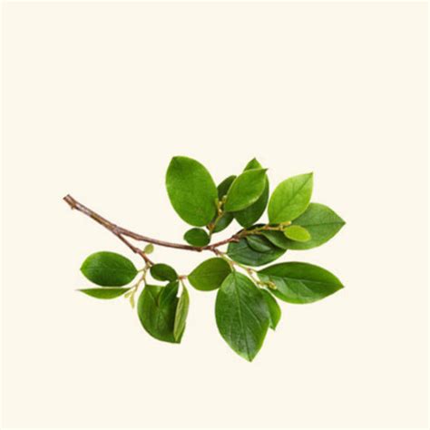 Buy Peru Balsam Essential Oil Online at Best Price in India – VedaOils