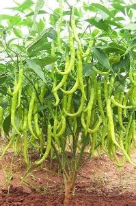 XOLDA Green Chilli Plant Seed Price in India - Buy XOLDA Green Chilli ...