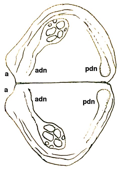 Bradoriids (Arthropoda) and the Cambrian Diversification