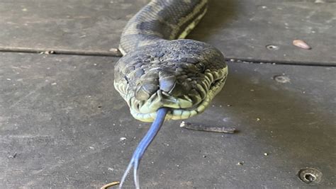 Image result for Python vs Goat