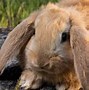 Image result for Black and White French Lop Bunny