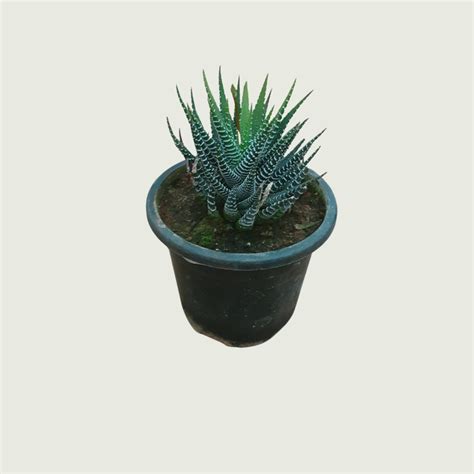Haworthia Coarctata – Gardenista
