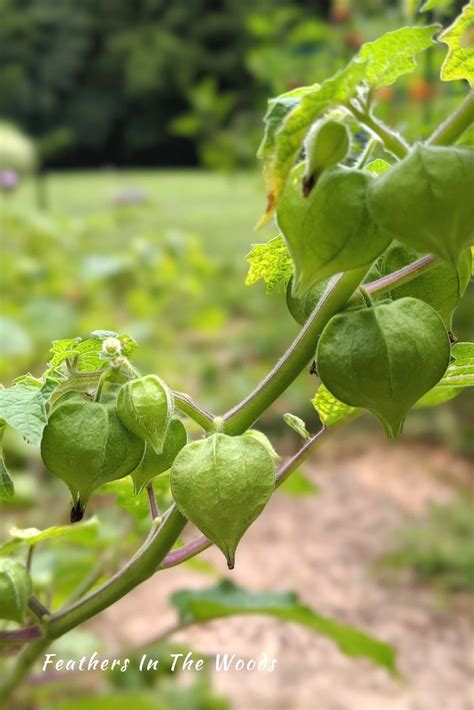 Have you grown ground cherries yet? - Feathers in the woods