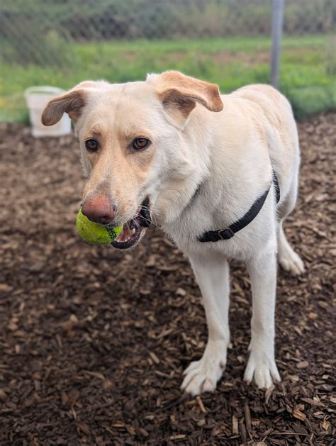 ADOPT - Whatcom Humane Society