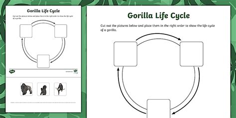 A Life Cycle of a Gorilla Activity Sheet
