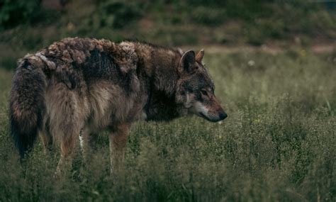 Image result for Lone Wolves