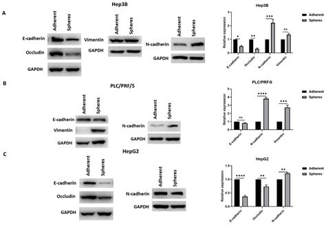 Dual Targeting of Sorafenib-Resistant HCC-Derived Cancer Stem Cells