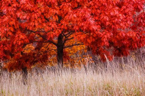 Trees Native To Quebec