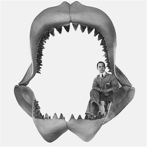 Megalodon Sightings