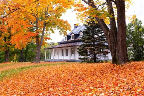 Image result for Outside Fall Trees