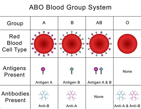Blood - Notes, Biology - General Awareness - Bank Exams PDF Download