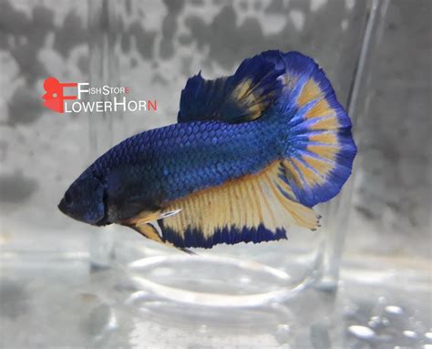 Image result for Betta Fish Compatibility