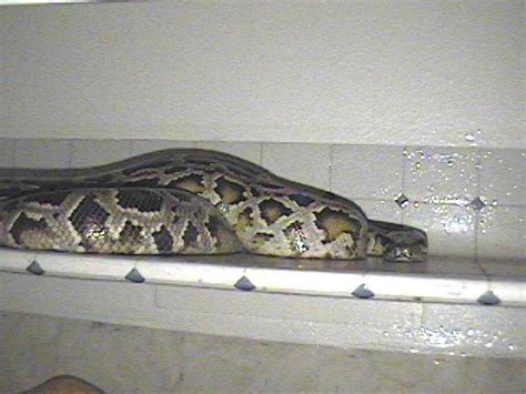 Image result for Python Snake Habitat