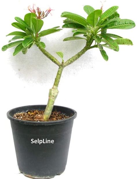 The Entacloo Plumeria Plant (KH-481) : Amazon.in: Garden & Outdoors