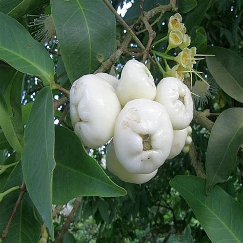 Ariya White Variety Wax Apple Water Apple Java Apple Fruit (Air layered ...