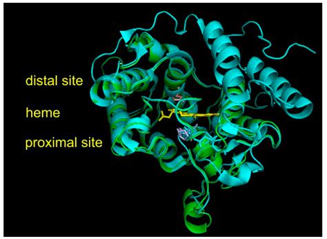 Evolution of Heme Peroxygenases: Ancient Roots and Later Evolved Branches