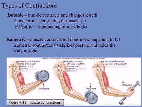 Examples of Concentric Contraction Exercises 的图像结果