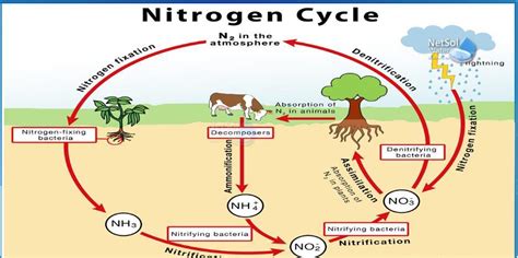 how does the percentage of nitrogen in the atmosphere remain more or ...