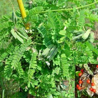 RED BEAD TREE (ABRUS PRECATORIOUS) - Kerala Naturals
