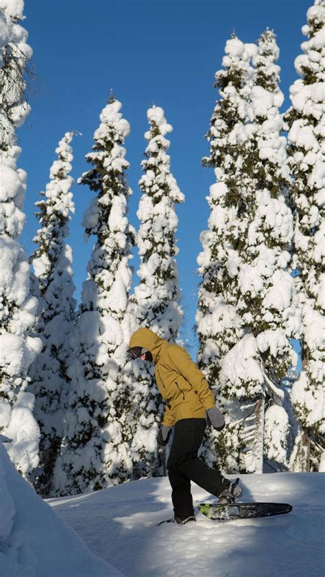 Download Snowshoeing Pine Trees Wallpaper | Wallpapers.com