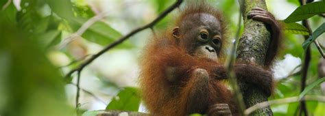 Things you need to know about Orangutans | BBC Earth