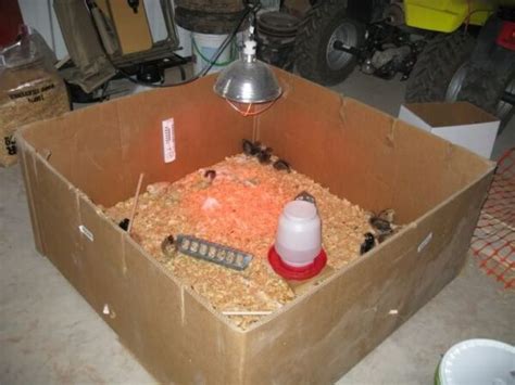 Image result for Brooder Temperature Chart