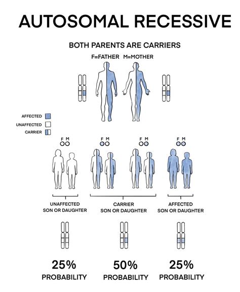 Image result for Inheritance Allele