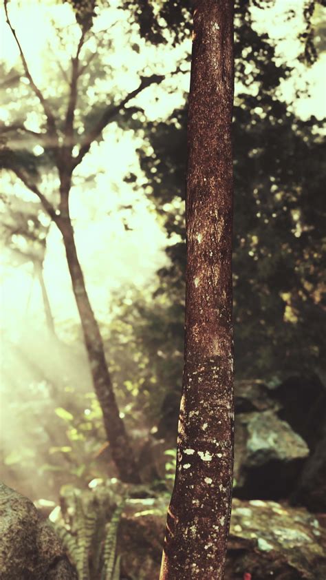 森林 的图像结果