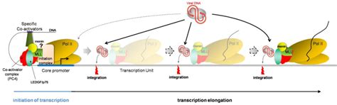 Retroviral Integration Site Selection