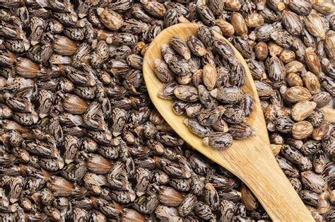 Pure Cold Pressed Castor (Arandi) Oil