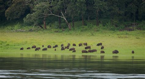 CAG Blames Kerala Forest Department for Rising Human-Wildlife Conflicts