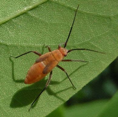 Image result for Alien Bug in Orange Tree