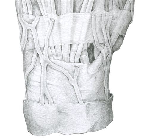 Image result for Hand Dissection