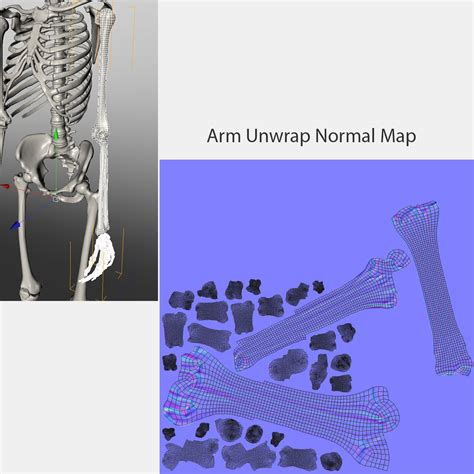 Image result for Model of Skeleton