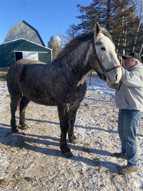 Roni - 5 year old Draft Cross Mare - Waverly Sales