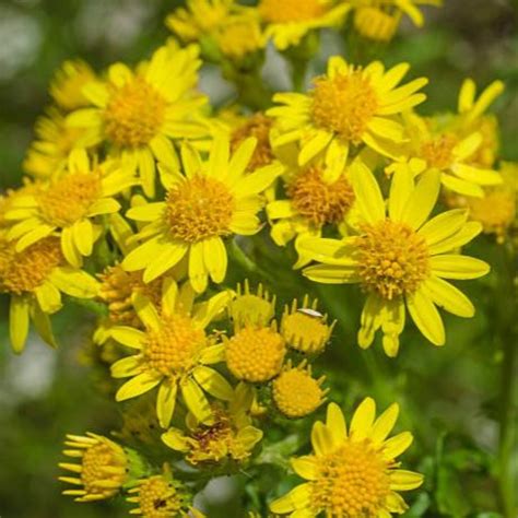 Wedelia Flower Plant Live Full Year Flowering Plant for Hanging Basket ...