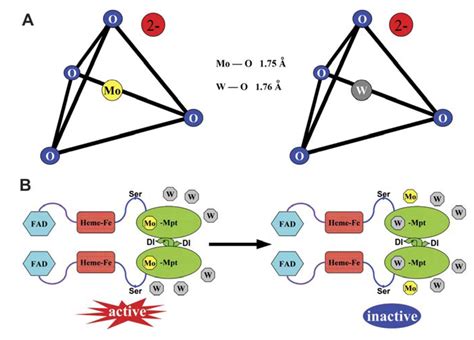 Tungsten Toxicity in Plants