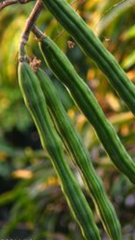 आरोग्यासाठी वरदान आहे शेवगा पण 'या' लोकांनी चुकूनही खावू नये Drumstick ...