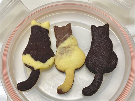 Image result for Cat Chasing Cookies