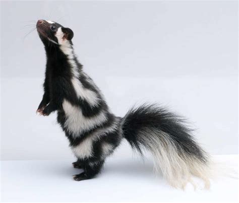 Are Skunks Endangered? - A-Z Animals Slideshows