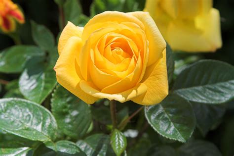Yellow Roses Meaning Anchor's Away! Anchor Floral & Gift Shop Blog