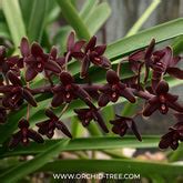 Buy Cymbidium Orchids Online India | Cymbidium Orchid Plants | Orchid ...